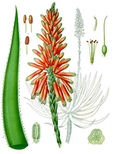 Aloe succotrina Köhlers Medizinal Pflanzen 007