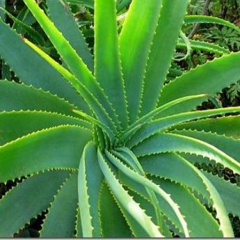 Aloe liofilizzata: dove acquistarla e comparazione dei prezzi