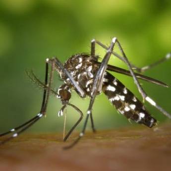 Anti zanzare fai da te: oli essenziali, spray, ricette e consigli