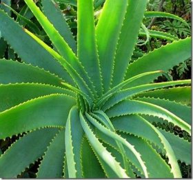 Aloe liofilizzata: dove acquistarla e comparazione dei prezzi