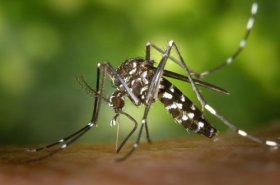 Anti zanzare fai da te: oli essenziali, spray, ricette e consigli